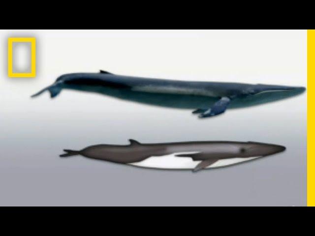 Hybrid Whale | National Geographic