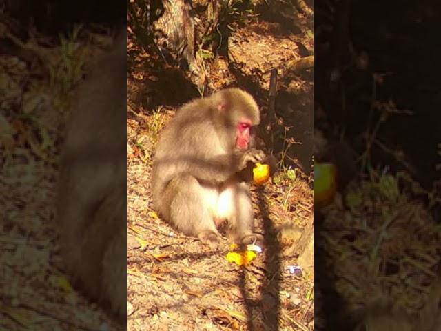 Japanese Macaques in the Wild: A Day in Their Life #shorts