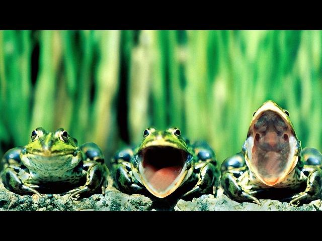 Звуки природы кваканье лягушек на пруду Лягушки квакают Nature sounds of frogs croaking in the pond