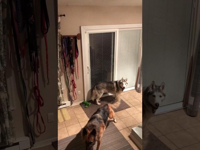 Stubborn husky's hilarious rant after being told no