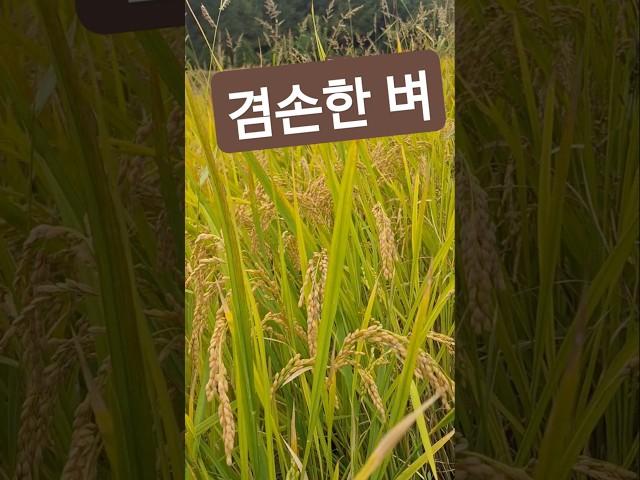 산책중 잘 익은 고개숙인 벼/ 황금물결을 겸손히 담아본다... 새벽비 내린뒤 선선한 가을을 맞는다... #산책 #인천연희공원 #벼 #가을