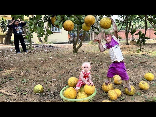 Bibi and Lala help mom harvest grapefruit!