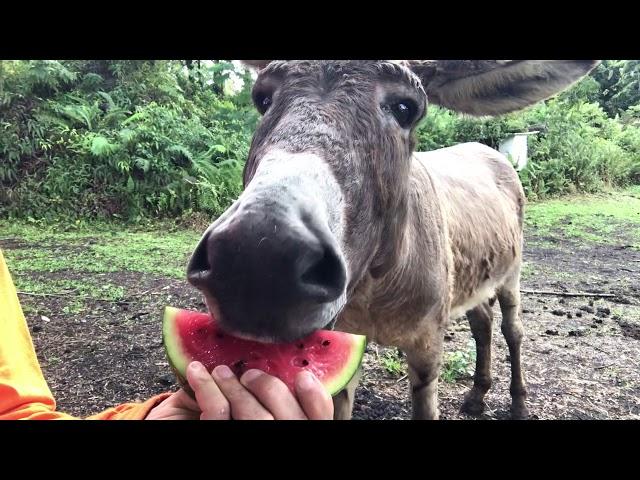 Do donkeys like watermelon?