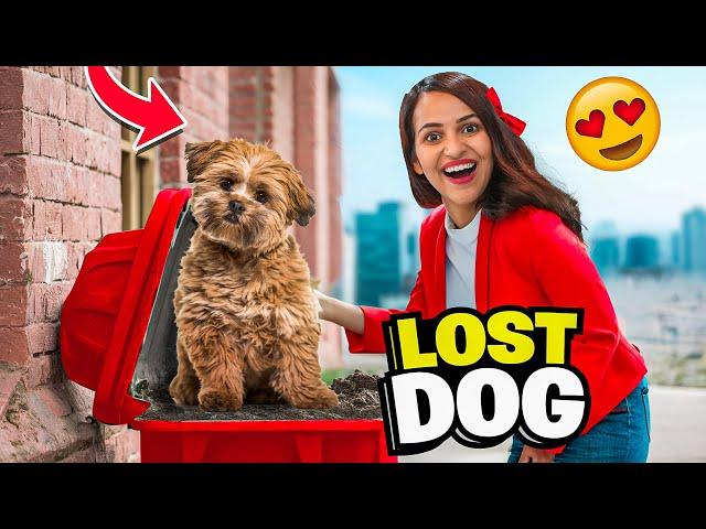 We found a LOST DOG in front of our HOME