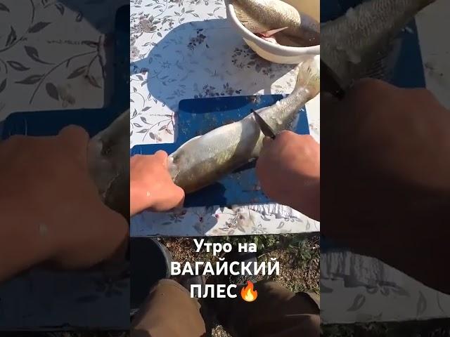 #рыбалка #вагайскийплес #супра #иртыш