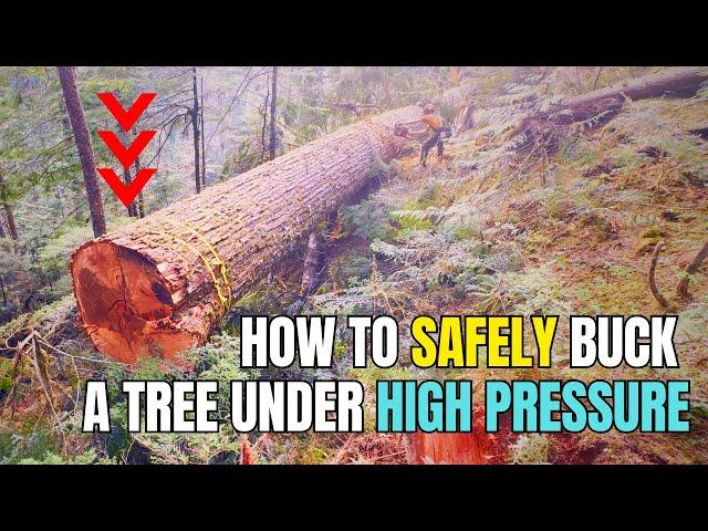 160. Old Growth Cutting, Tips & Tricks | Remember to Check Out WoodBoss.ca for the Power Wedges 