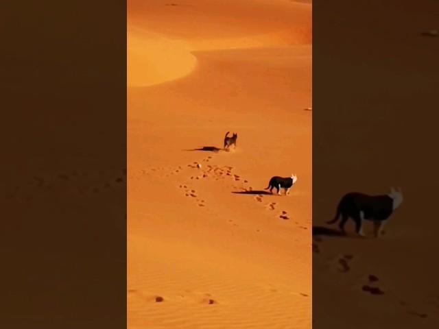 dogs in desert  #pitbull #dogowner #doglover #wildlife #pitbullterrier  #dogs #بيتبول #malinois