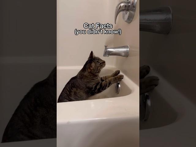 This is why cats LOVE sinks