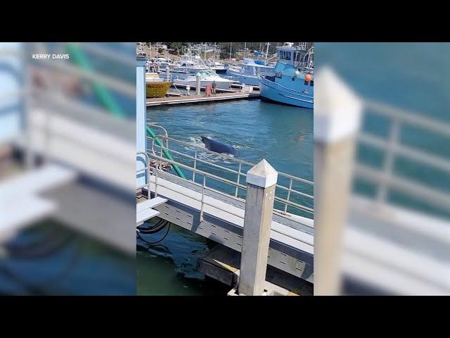 Humpback whale spotted swimming around Half Moon Bay harbor likely took a wrong turn, officials say