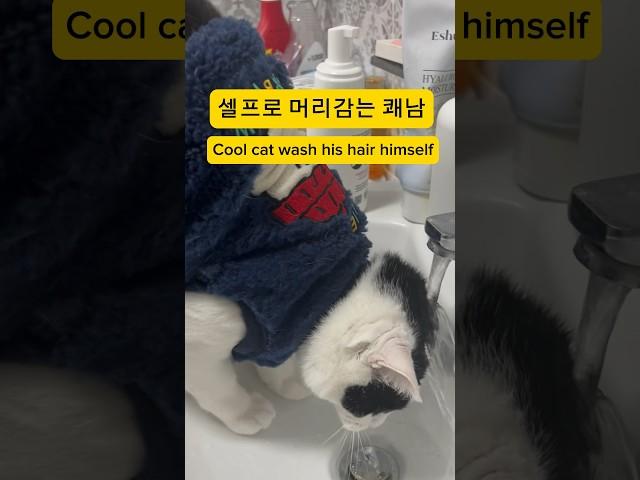 셀프로 머리감는 고양이 ㅋㅋ #고양이 #cat