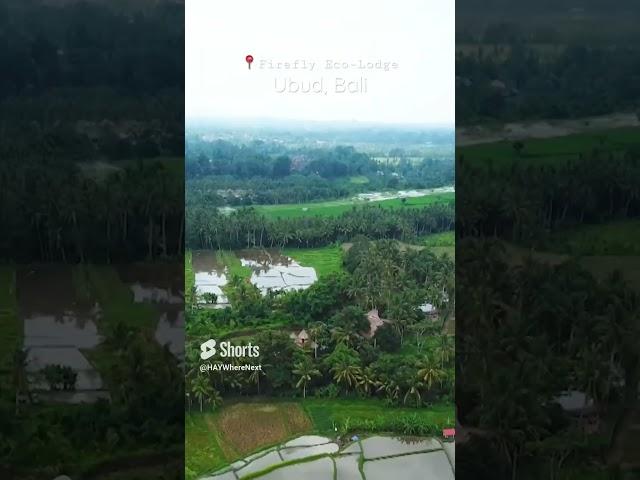 Birdnest Firefly Eco Lodge in Ubud Bali. Full video on channel #travel #nature #ubud