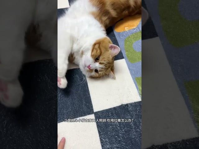 养小猫可不是就是在养小孩嘛~ 有谁懂啊 自从养了小猫以后真的不爱出远门 出门就怕猫咪没人照顾 所以今年春节提前给孩子们准备了catlink智能全家桶 一套解决猫咪吃喝拉撒问题 春节可以安心回家过年啦