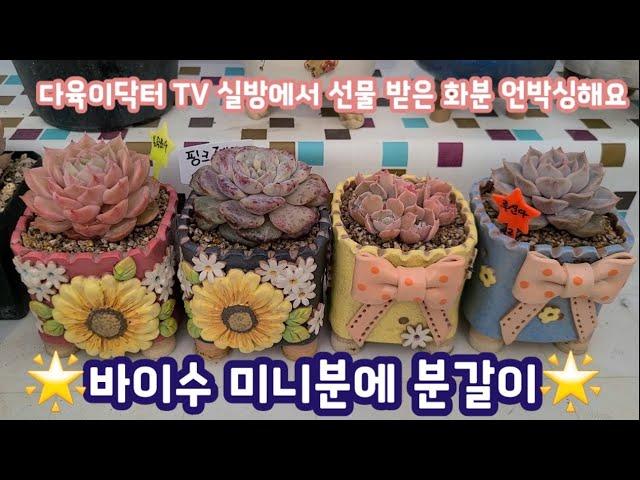 다육이닥터TV 실방에서 온 다육이 화분 언박싱하고 바이수공방 미니분에 분갈이 하니 너무너무 예쁘네요~