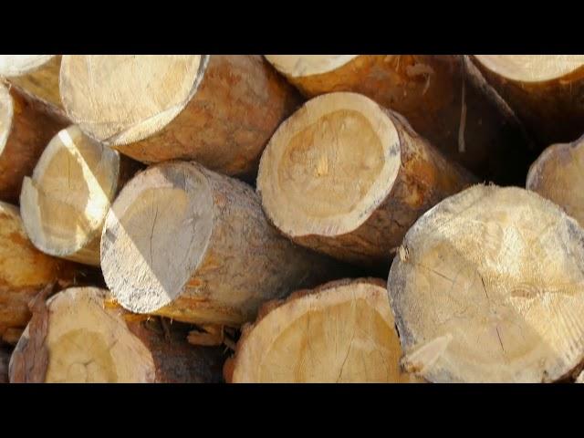 «Алтай Forest» / видеокомпания «Студия-21»