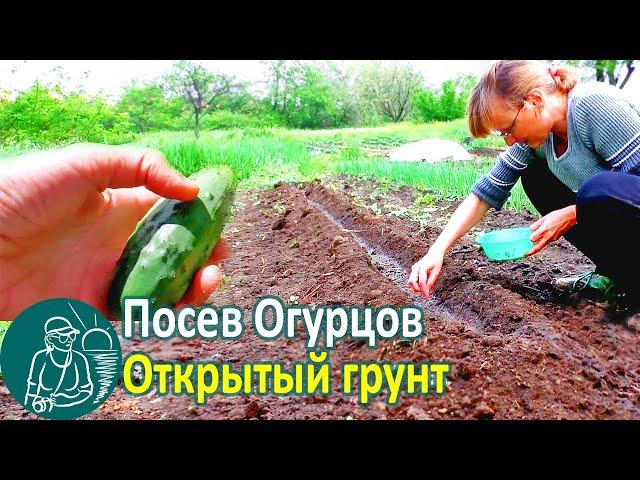 Sowing Cucumbers in the Open Ground