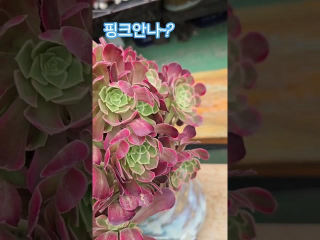 핑크안나~걍 안나랑 뭣이 다른겨? 확마! 묵어야 변하긋지?  #뚜띠 #삼백원 #에오니움 #냥이분 #박서진가수님 #한일톱텐쇼