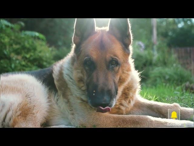 cut and beautiful dog Animal keshab animal HD#KESHAB#ANIMAL#HD DOG CUT 2022