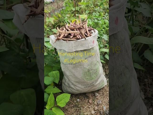 Every Farmers Happiness #growyourownfood #legume