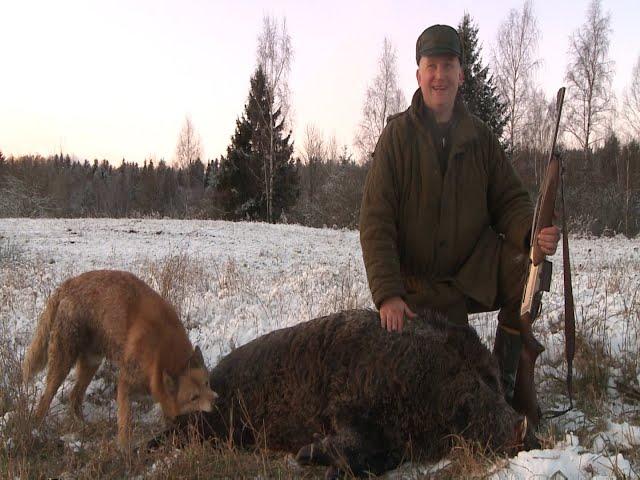 Загонная охота на кабана (Wild boar hunting with dogs).