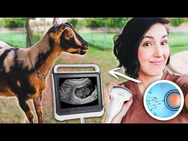 Did Our Artificial Insemination Work?! (goat pregnancy ultrasound)