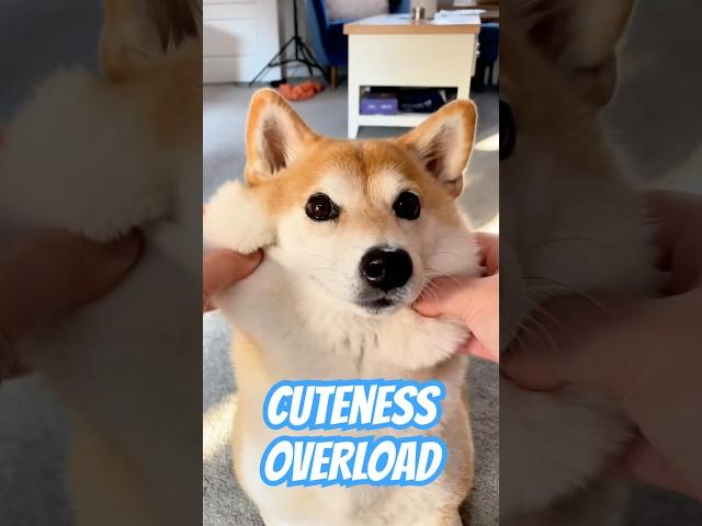 Satisfying Shiba (Unlimited SQUISH) #cutenessoverload
