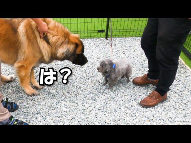 威嚇して吠えまくる犬を大型犬に差し出した結果がこちら