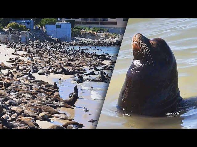 Hundreds of Sea Lions Take Over Beach in California