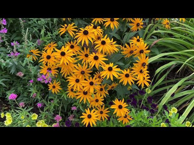 Little Goldstar Black Eyed Susan Rudbeckia