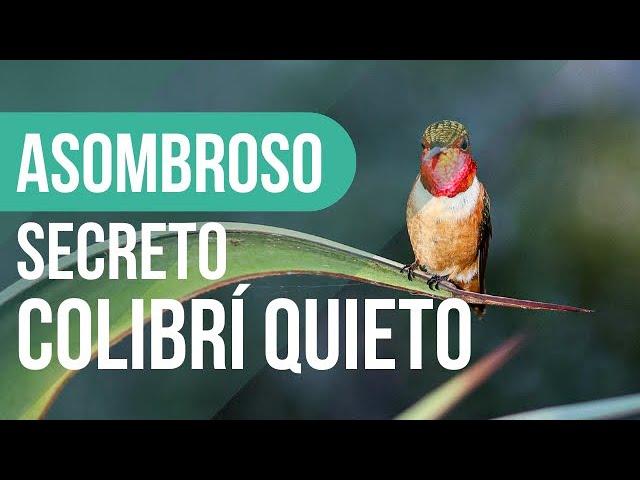  QUIETUD y MENSAJE: ¿Qué SIGNIFICA ver a un COLIBRÍ PARADO? 