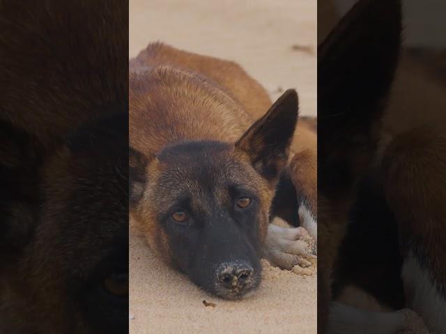 This dingo has some of the most striking patterns I have ever seen.