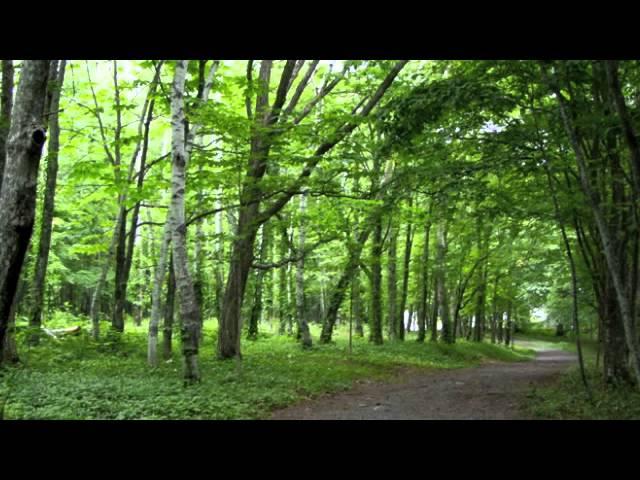 自然の音景色L　静かな森 （野鳥の鳴き声） ・ Nature Sound