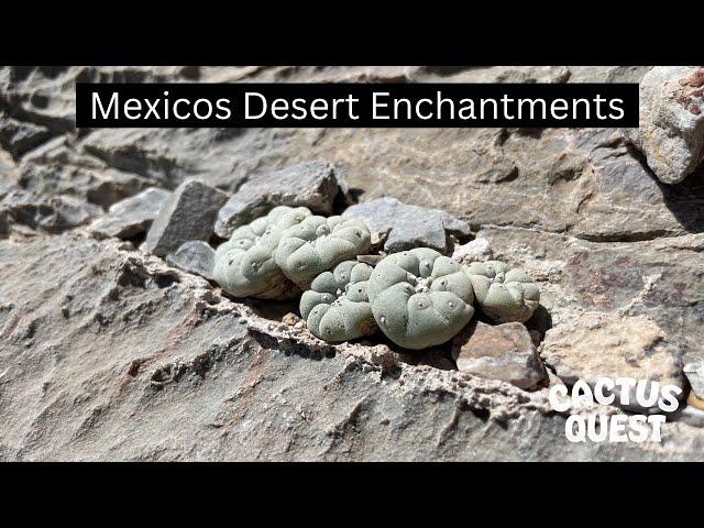 #Peyote #Ariocarpus & #Astrophytum oh my! Coahuila to San Luis Potosí #CactusQuest