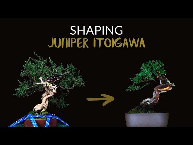 Shaping Junípero Itoigawa Shohin bonsai