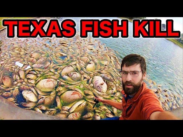 HUGE TEXAS FISHKILL AFTERMATH! (can I catch a living fish?)