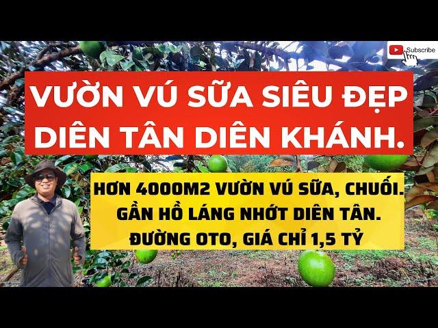 BÁN ĐẤT DIÊN TÂN DIÊN KHÁNH, CÓ SẴNG VƯỜN VÚ SỮA SIÊU ĐẸP | TRẦN ANH THI BĐS.