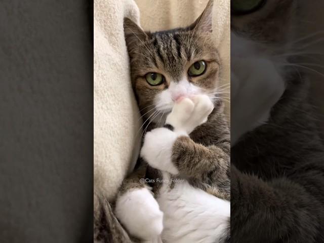 #14 Funny Cat videos  #meowing #memes