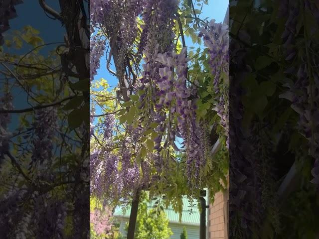 Цветение глицинии #цветы #flowers #садоводничество #сад #глициния #лианы