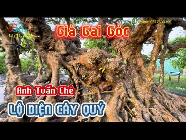 Về vườn Cầu Bía Chợ Đọ bất ngờ cây Sanh già gai góc lần đầu lộ diện của anh Tuấn Chè