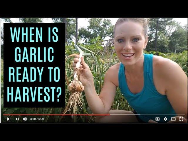 When to Harvest Garlic + a unique tip for curing and storage