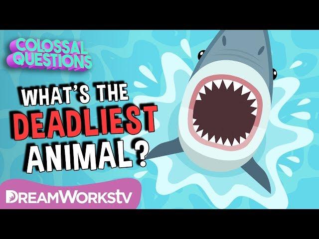 What’s The DEADLIEST Animal on Earth? | COLOSSAL QUESTIONS | Learn #withme