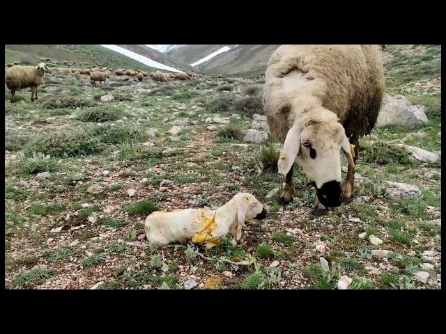 GEL KOYUN MELEME VAZGEÇ KUZUNDAN  ( Türkülerin çobanı TARIK KARA)