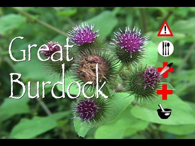 Great Burdock: Edible, Medicinal, Cautions & Other Uses