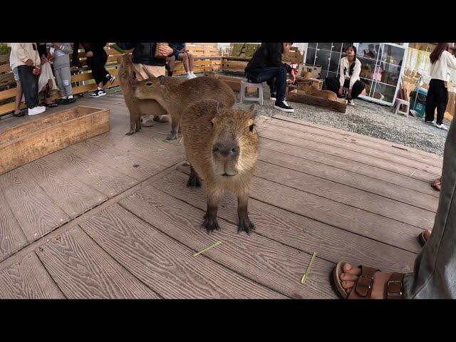 [건축시선] 카페투어 - 베트남 달랏 카피바라 카페 Cà phê Dalat Capivara Việt Nam Vietnamese Dalat Kapibara Cafe