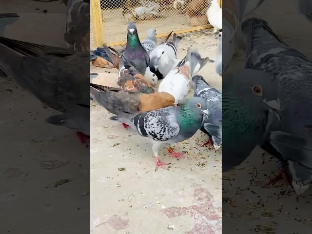 Pigeon lover Dangerous pigeon Qasid pigeon loft #pigeon #ytviral #pigeonhouse #shorts #ytshorts #yt