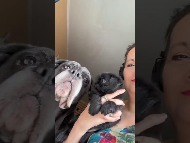 Бельгійський Грифончик та Кане Корсо #love #kennel #griffon