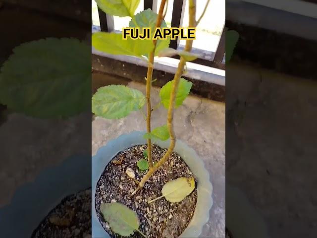 FUJI APPLE #tutorialsvideo #fujiapple #applelovers
