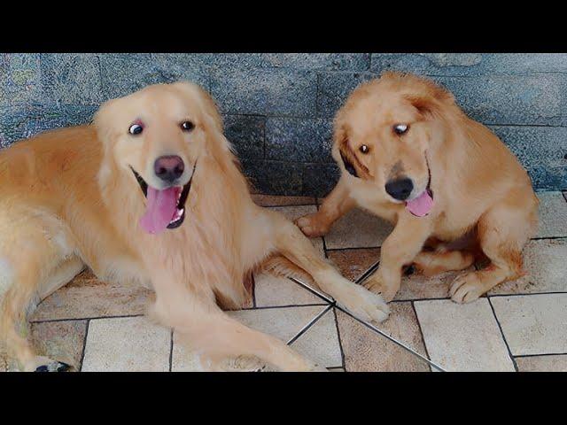 Funny DOGS and CATS videos 2024  Best Funniest Animal Videos of July