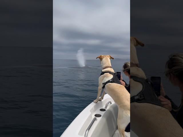 My dog was very excited to be surrounded by whales! #whale #viral #dog