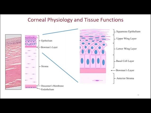 Acceptance and Use of In Vitro and Ex Vivo Eye Irritation Test Methods