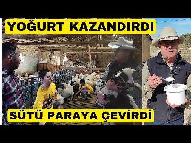 KOYUN SÜTÜ HAYATINI KURTARDI (Yoğurt Satarak Kazanıyor)